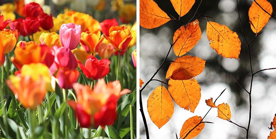 Die Schilddrüse im Herbst und Frühling